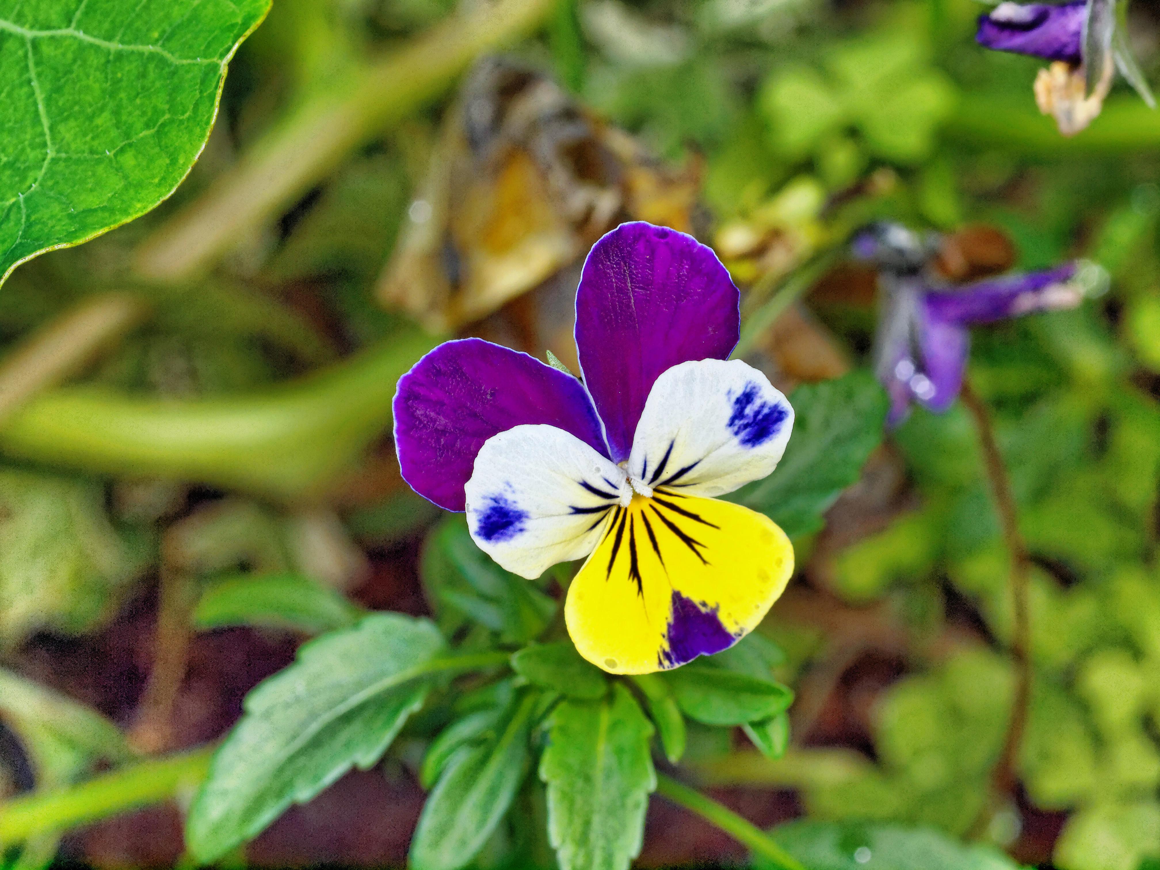 Viola tricolor 